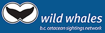 logo_wildwhales
